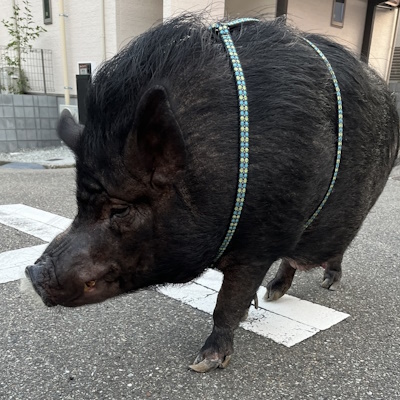 A[KCEu[O[