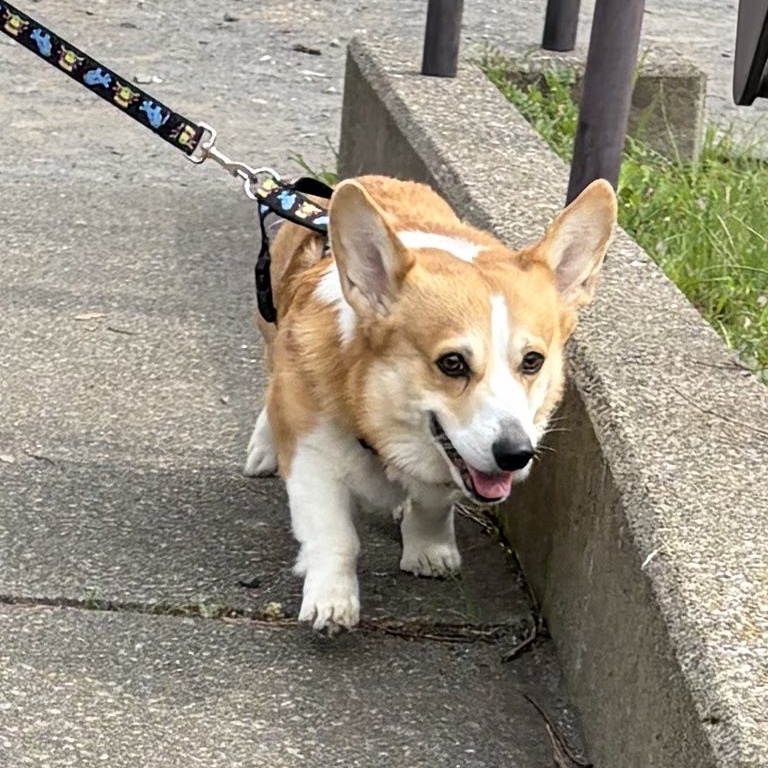 �u���[�o�[�h