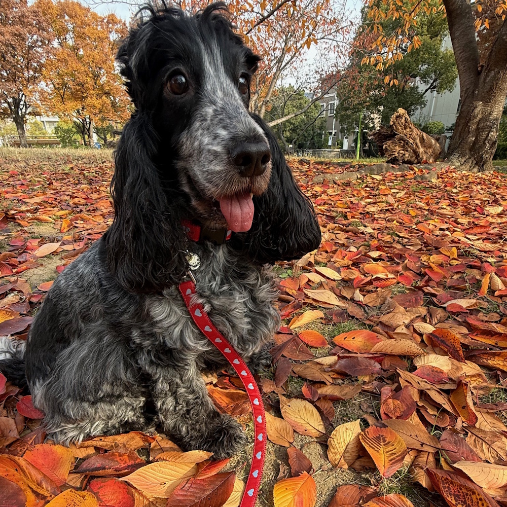 �h�b�O���u�E���b�h�^�C�j�[�n�[�g