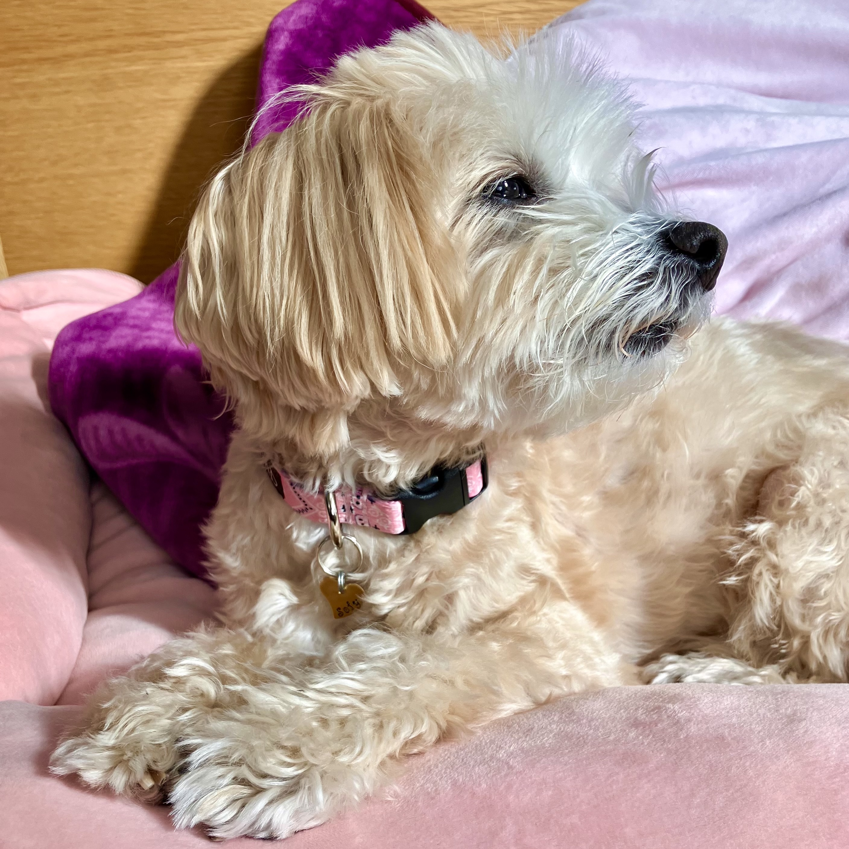 �o���_�i�s���N