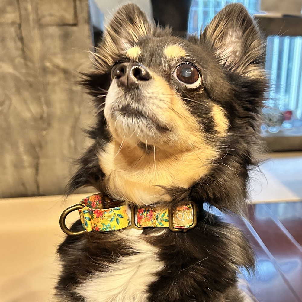 �g���s�J���t�����[