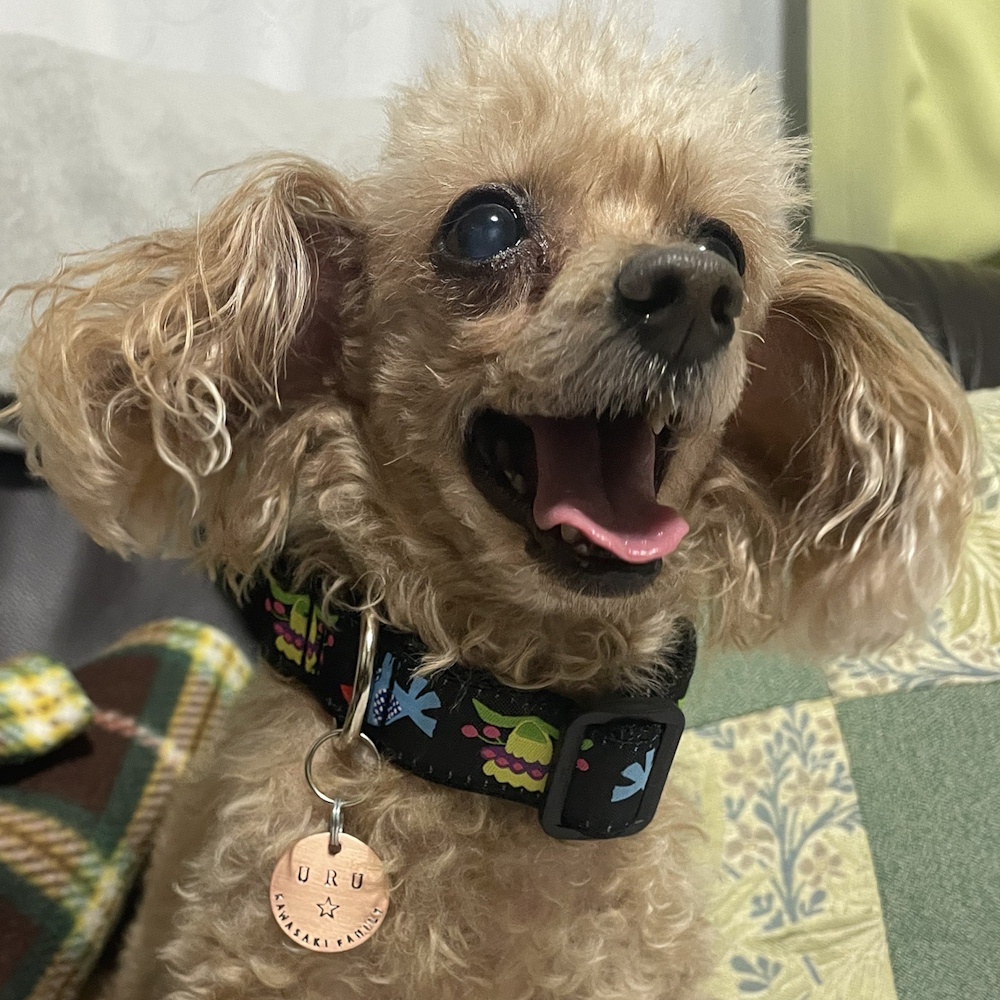 ���q�D�FMD419