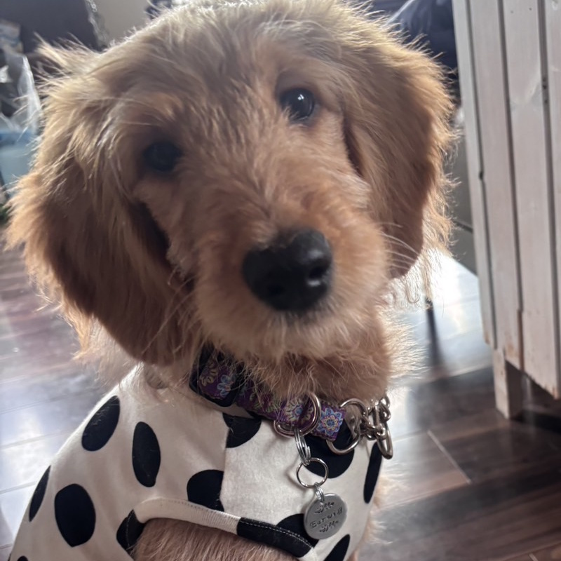 ���q�D�FMD448