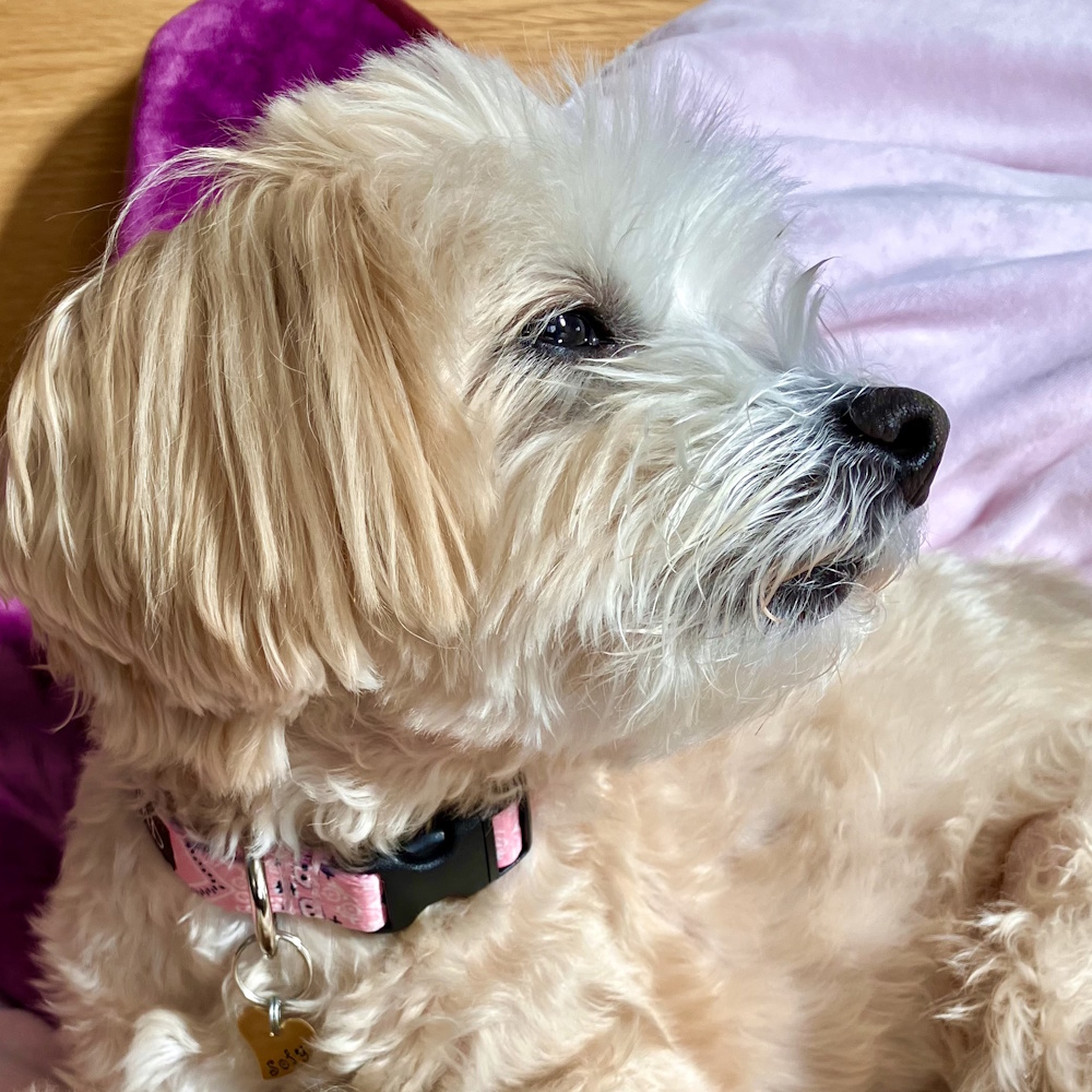 ���q�D�FMD451